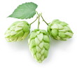 branch of hops on a white background branch of hops on a white background
