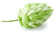 branch of hops on a white background branch of hops on a white background