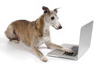 Dog working on laptop