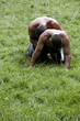 Kirkpinar greased wrestling