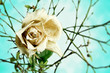 Foto: verwelkte weiße Rose verwelkte weiße Rose