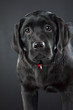 black labrador retriever