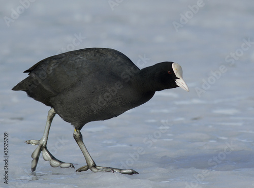 Photo: Common Coot walking on the ice Common Coot walking on the ice