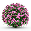 alpine pink flowers isolated on white background