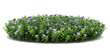 dwarf periwinkle flowers isolated on white background