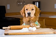Golden Retriever in the Kitchen