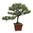 Photo: bonsai pine tree bonsai pine tree
