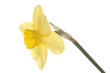 daffodil