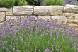 lavendel