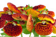 Closeup of yellow and red calceolarua flowers
