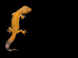 Leopard Gecko