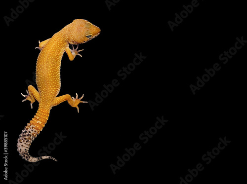 Photo: Leopard Gecko Leopard Gecko