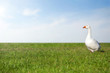 Glückliche Gans