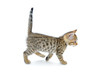 Kitten on a white background