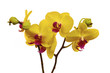 Yellow orchids closeup on the white background Yellow orchids closeup on the white background