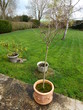 saule crevette