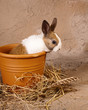 Mini rabbit in big flowerpot