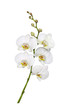 White orchid on white