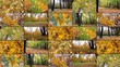 Autumn Collage