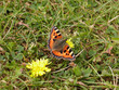 Red butterfly
