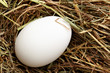 Foto: White hen egg White hen egg