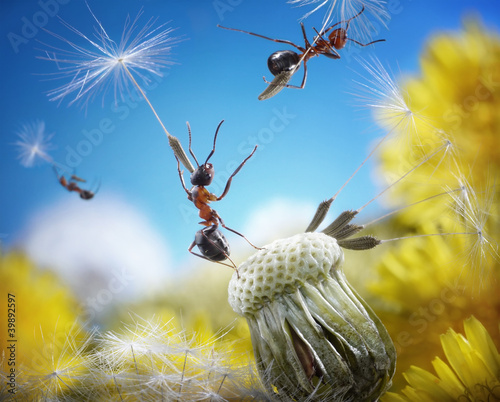Photo: ants flying with umbrellas - seeds of dandelion, ant tales ants flying with umbrellas - seeds of dandelion, ant tales