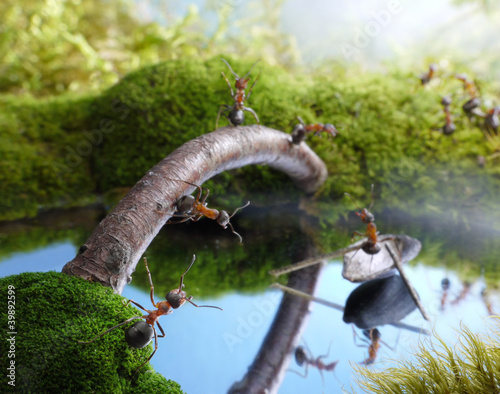 Photo: new bridge and scrounger ferryman, ant tales new bridge and scrounger ferryman, ant tales