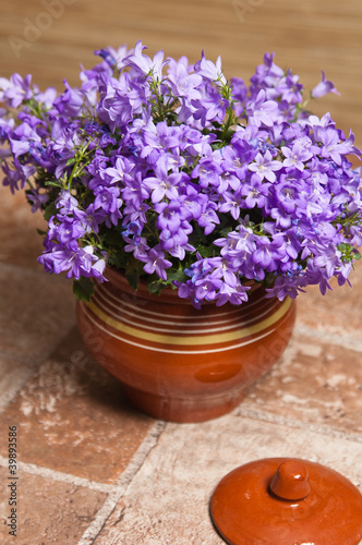 Photo: campanula blue a close up campanula blue a close up