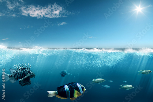 Photo: Fish Fish