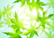 Сolorful watercolor leaves, season poster eps10