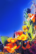 Blue postcard with flowers Blue postcard with flowers