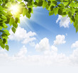Sun beams and green leaves