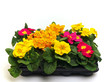 Primeln Pflanzbox