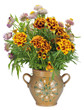 French Marigold in jug French Marigold in jug