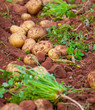 Potato field