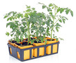 Barquette de tomates