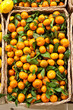 mandarine