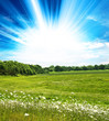 sunlight meadow