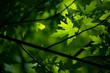 Leaves