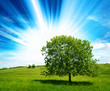 sunlight tree