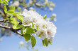 Branch of pear blossom. Branch of pear blossom.