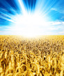 sunshine wheat crops