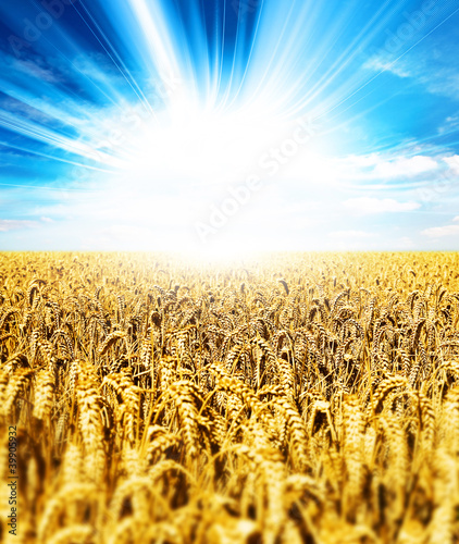 Foto: sunshine wheat crops sunshine wheat crops