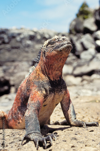 Photo: Marine iguana, Galapagos Islands, Ecuador Marine iguana, Galapagos Islands, Ecuador