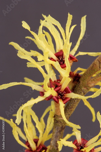 Photo: Hamamelis Hamamelis