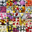 MOSAICO DE RAMO DE FLORES. IDEA, ORIGINAL, DETALLE, REGALO MOSAICO DE RAMO DE FLORES. IDEA, ORIGINAL, DETALLE, REGALO