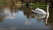 cygnes
