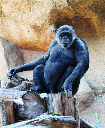 Photo: A beautiful ape sitting in the zoo on a cliff background A beautiful ape sitting in the zoo on a cliff background