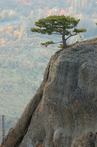 Photo: Pine trees at Demirji rocks, Ghost valley, UKraine Pine trees at Demirji rocks, Ghost valley, UKraine