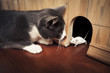 Cat staring at a mouse coming out of it's hole